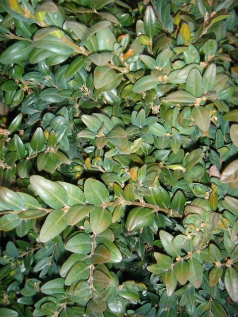 Buxus sempervirens P21